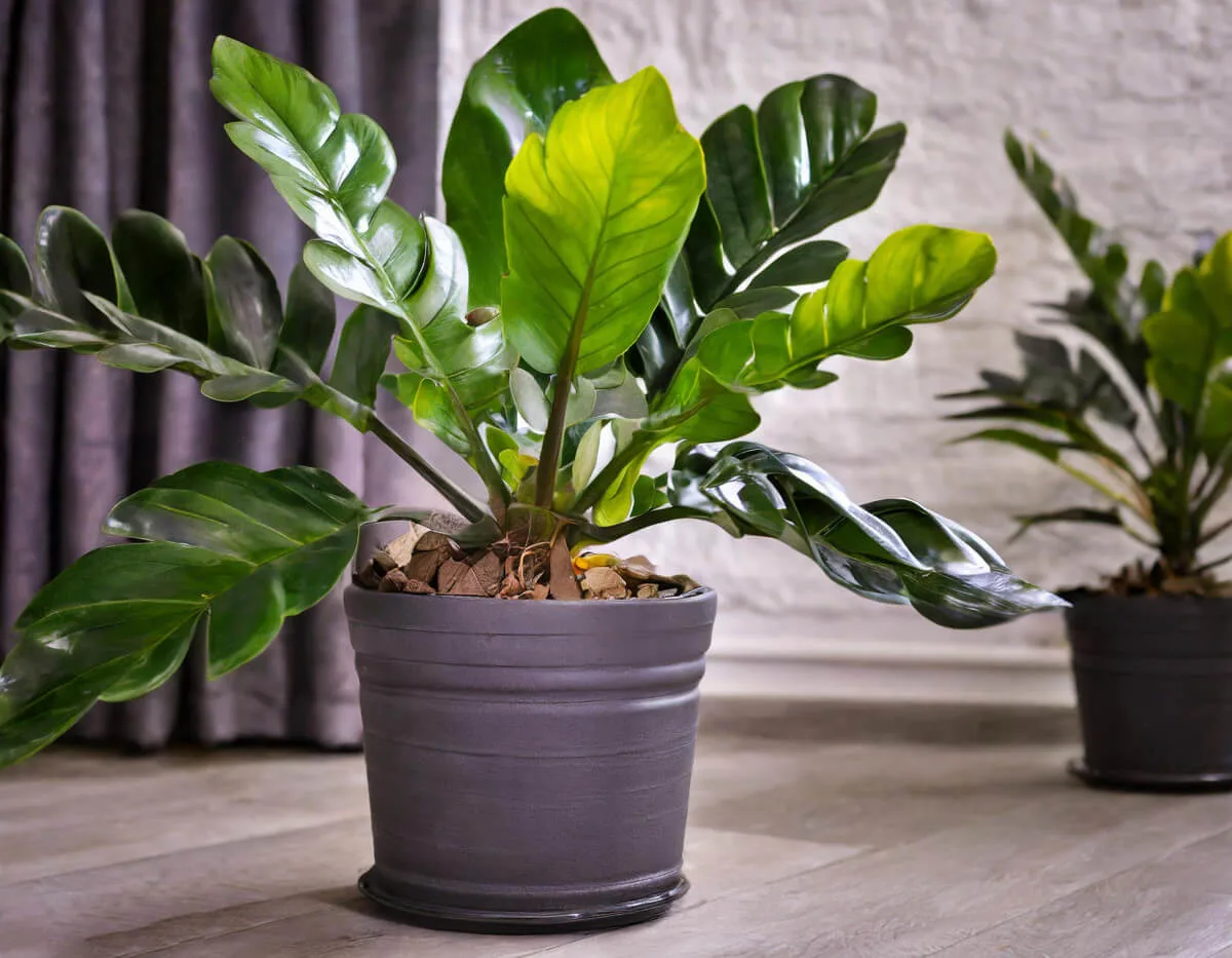 Ζάμια - Zamioculcas